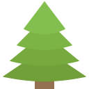 evergreen tree