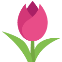 tulip