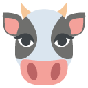 cow face